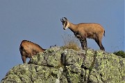 PIZZO FARNO (2506 m) ad anello con lo spettacolo dei Laghi Gemelli il 3 agosto 2019 - FOTOGALLERY